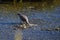 An adolescent mew gull (larus canus) feeds on a spawned salmon carcass.