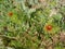 Adonis aestivalis. beetle in the center of the flower. Ðžrange flower on green grass background. Sunny day. It`s spring. March.