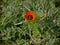 Adonis aestivalis. Red flower on green grass background. Sunny day. It`s spring. March.