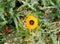 Adonis aestivalis. Ðžorange flower on green grass background. Sunny day. It`s spring. March.