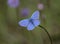 Adonis Blue