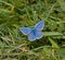 Adonis Blue butterfly