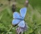 Adonis Blue Butterfly