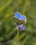 Adonis Blue Butterfly