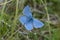 Adonis blue butterfly, Polyommatus bellargus