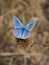 The Adonis blue Polyommatus bellargus butterfly in the family Lycaenidae