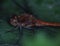 Adonis dragonfly perches on leaf