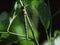 Adonis dragonfly perches on leaf