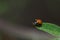 Adonis ladybird Hippodamia variegata on a leaf.