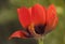 Adonis microcarpa flower of intense red color and delicate petals