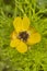 Adonis microcarpa - Reniculum of the ranunculaceae family, with delicate yellow flowers.