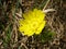 Adonis vernalis