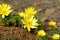 Adonis vernalis. Beautiful spring yellow flowers