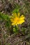 Adonis vernalis, commonly referred to as the pheasant\\\'s eye, is a delicate and stunning flower that blooms in early spring.