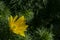 Adonis vernalis flowe close up background