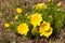 Adonis vernalis, pheasant`s eye, yellow flowers in early spring