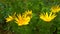 Adonis vernalis spring pheasant`s, yellow pheasan`s eye, disappearing early blooming in spring among the grass in the wild, t