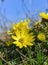 Adonis vernalis - spring pheasant\\\'s, yellow pheasant\\\'s eye, disappearing early blooming