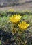 Adonis vernalis - spring pheasant\\\'s, yellow pheasant\\\'s eye, disappearing early blooming