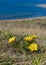 Adonis vernalis - spring pheasant\\\'s, yellow pheasant\\\'s eye, disappearing early blooming