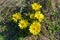 Adonis vernalis - spring pheasant\\\'s, yellow pheasant\\\'s eye, disappearing early blooming