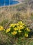 Adonis vernalis - spring pheasant\\\'s, yellow pheasant\\\'s eye, disappearing early blooming