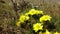 Adonis vernalis spring pheasant`s, yellow pheasant`s eye, disappearing early blooming in spring among the grass in the wild, t