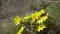 Adonis vernalis spring pheasant`s, yellow pheasant`s eye, disappearing early blooming in spring among the grass in the wild, t