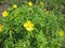 Adonis-wild with yellow flowers close up.