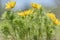 Adonis yellow flowers rain drops