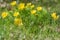 Adonis yellow flowers spring grass