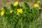 Adonis yellow flowers spring grass
