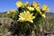 Adonis yellow flowers spring grass - Wonderful Background