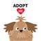 Adopt me. Dont buy. Shih Tzu Dog head inside opened cardboard package box. Pet adoption. Puppy pooch red heart. Flat design. Help