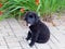 Adorable 12-week old black and white Labernese puppy sitting on paved area