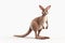 Adorable 3d rendered cute happy smiling and joyful kangaroo cartoon character on white backdrop