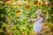 Adorable 4 year old girl in white dress and straw hat in a field of sunflowers, Provence, France