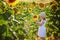 Adorable 4 year old girl in white dress and straw hat in a field of sunflowers, Provence, France