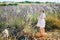 Adorable 4 year old girl in white dress and straw hat walking through rows of lavender near Valensole, France