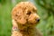 Adorable 8 week old apricot coloured miniature poodle puppy seen posing for the photographer.