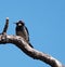 An adorable Acorn Woodpecker sitting on a high tree branch.