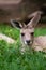 Adorable adult kangaroo, Brisbane, Australia