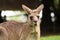 Adorable adult kangaroo, Brisbane, Australia