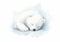 The Adorable Adventures of a Sleepy White Bear: A Heartwarming T