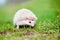 Adorable african hedgehog