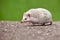 Adorable african hedgehog running