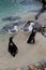 Adorable African Penguins and seagulls standing together on rocks