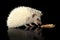 An adorable African white- bellied hedgehog eating mealworms
