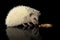 An adorable African white- bellied hedgehog eating mealworms