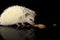 An adorable African white- bellied hedgehog eating mealworms